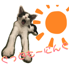 [LINEスタンプ] ニャンズ①