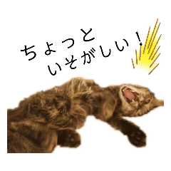 [LINEスタンプ] とめねこさん