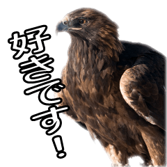[LINEスタンプ] リアルなイヌワシたち2