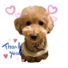 [LINEスタンプ] トイプードルのノアと柴犬のメイ