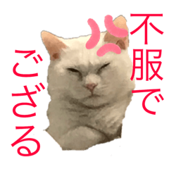 [LINEスタンプ] 白猫のリアル。