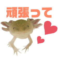 [LINEスタンプ] ウパ＆バジェット