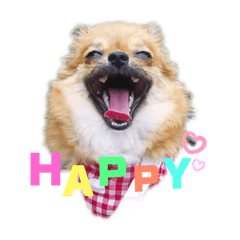 [LINEスタンプ] 可愛い タヌちゃんのスタンプ