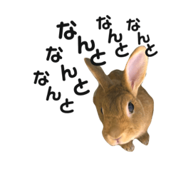 [LINEスタンプ] ちがいのわかるうさぎ(反逆編)