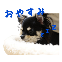 [LINEスタンプ] チワワのレンちゃん