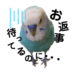 [LINEスタンプ] セキセイインコ日常会話スタンプ