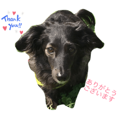 [LINEスタンプ] 犬のくま（ブラソリ）
