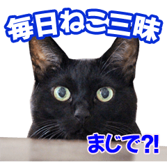 [LINEスタンプ] 三毛・黒・あめしょーのお気楽な毎日その2