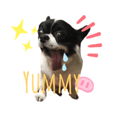 [LINEスタンプ] チーちゃんの日常