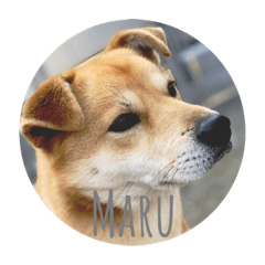[LINEスタンプ] マルのきもち