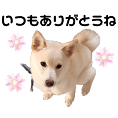 [LINEスタンプ] 豆柴犬こな子の毎日 Part2