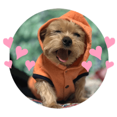 [LINEスタンプ] 三毛猫ゆめちゃを