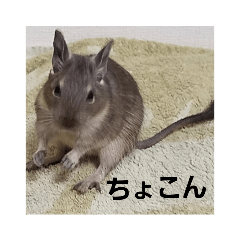 [LINEスタンプ] デグーのごんた君