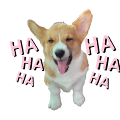 [LINEスタンプ] 福丸くんコーギー犬