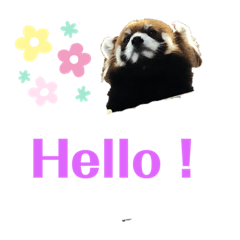 [LINEスタンプ] 可愛い動物達の日常スタンプ