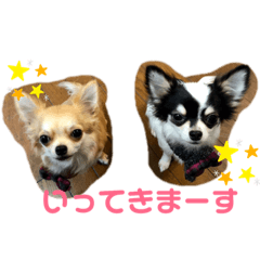 [LINEスタンプ] 田中家の華麗なる イヌさん達