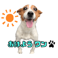 [LINEスタンプ] おもしろ犬リックの元気が出るスタンプ