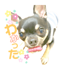 [LINEスタンプ] ひのまる スタンプ 4