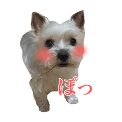[LINEスタンプ] みるくのスタンプ（犬）
