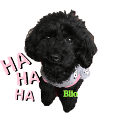 [LINEスタンプ] トイプーanny＆brio シルバーアニーと黒ブリ