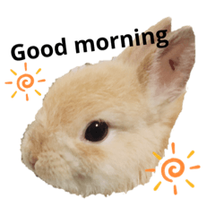 [LINEスタンプ] はなろい うさぎで日常会話