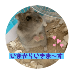 [LINEスタンプ] ロキ✩.*˚チロこぉぉぉっ