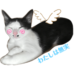[LINEスタンプ] ソラちゃん印