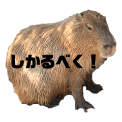 [LINEスタンプ] しかるべくなカピバラ