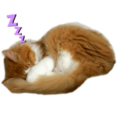 [LINEスタンプ] ネコスタンプ2(きなこ)