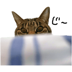 [LINEスタンプ] 犬達猫達