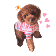 [LINEスタンプ] チョコ♂のスタンプ✨