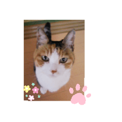 [LINEスタンプ] びびにゃぁ