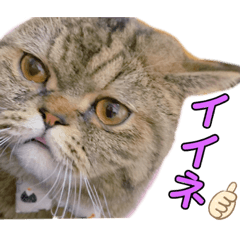[LINEスタンプ] ポアロのスタンプ（4）