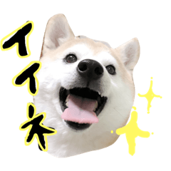 [LINEスタンプ] 柴犬のこまめくん 2