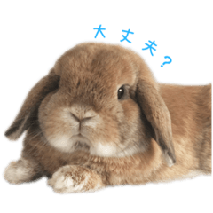 [LINEスタンプ] たれ耳うさぎのもこちゃんvol.1