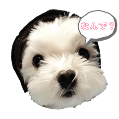 [LINEスタンプ] マルまるチビ太