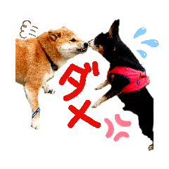 [LINEスタンプ] チワピン（小太郎）と柴犬（マル君）