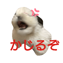 [LINEスタンプ] シーズーのがっちゃん【ちょっと辛辣】