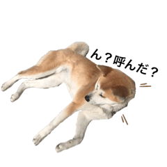 [LINEスタンプ] 秋田犬はちこ