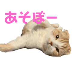 [LINEスタンプ] スコティッシュ猫のおあげくん日常編