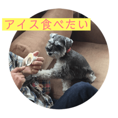 [LINEスタンプ] 食いしん坊きょろちゃん