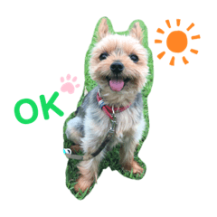 [LINEスタンプ] ヨークシャーテリアのシュートですⅡ