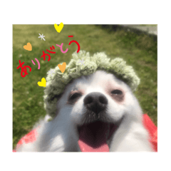 [LINEスタンプ] 白ポメラニアンのりりーちゃま。