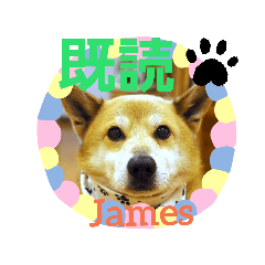 [LINEスタンプ] 柴犬ジェームス（4）～必須言語だ、ワン！