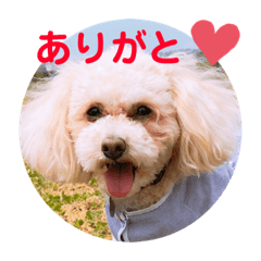 [LINEスタンプ] トイプードルのモナちゃんスタンプ3
