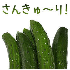 [LINEスタンプ] 実写！きゅうり