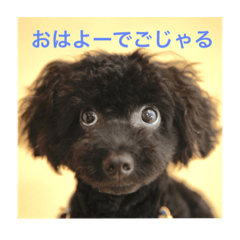 [LINEスタンプ] 黒プードルの吉右衛門でごじゃるよー