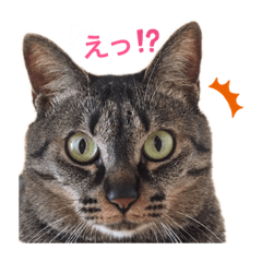 [LINEスタンプ] 杏仁catの日常