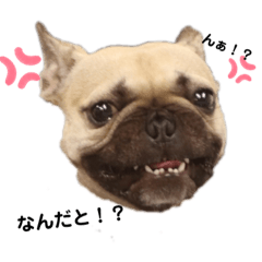 [LINEスタンプ] まめたん①フレブルフォーン使えるスタンプ