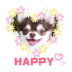 [LINEスタンプ] チワワのかまちょ